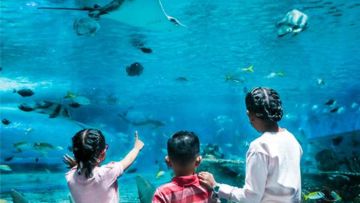 #WisataFilipina-Menyusuri Lorong Kaca dan Menjelajahi Biota Laut yang Menawan di Manila Ocean Park.