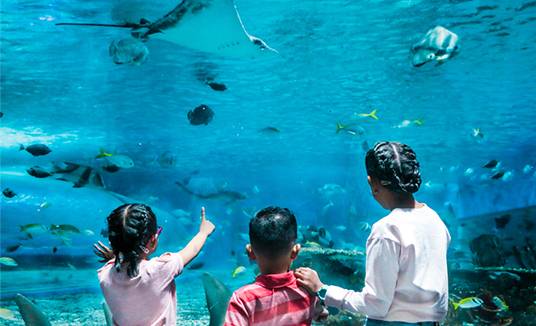 #WisataFilipina-Menyusuri Lorong Kaca dan Menjelajahi Biota Laut yang Menawan di Manila Ocean Park.