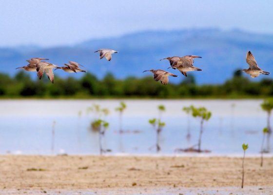 #WisataFilipina-Menikmati Surga Dunia di Pulau Mactan, Filipina.