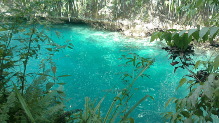 #WisataFilipina–The Hinatuan Enchanted River, Sungai Indah di Filipina yang Terkenal dengan Kejernihan Airnya.