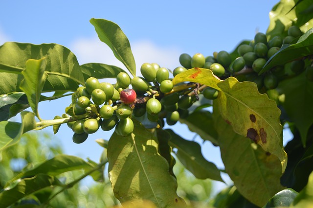 6 Wisata Kopi Terbaik di Indonesia, Nikmati Sensasi Ngopi di Kebun Kopi!