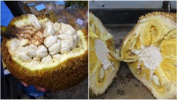 Kenali Bedanya Buah Cempedak dan Buah Nangka. Biar Nggak Salah Lagi, Coba Deh Raba Kulitnya