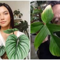 8 Artis yang Ikut Kena “Demam” Tanaman Hias. Koleksinya Banyak dan Harganya Fantastis!