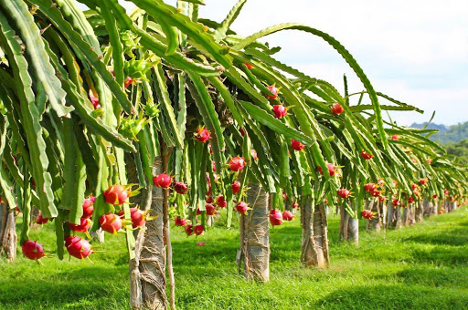 10 Destinasi Wisata Petik Buah Menarik Buat Mereka Para Pecinta Buah-buahan. Bisa Bawa Pulang Buahnya lo