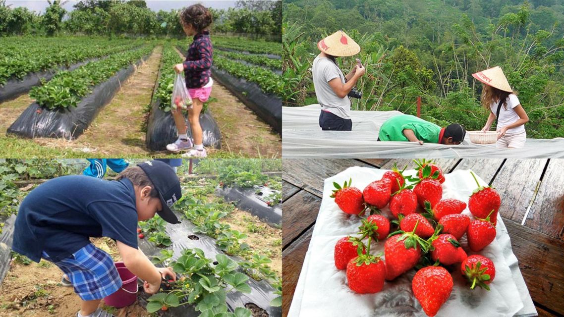 10 Destinasi Wisata Petik Buah Menarik Buat Mereka Para Pecinta Buah-buahan. Bisa Bawa Pulang Buahnya lo