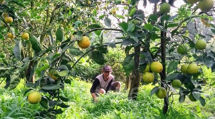 10 Destinasi Wisata Petik Buah Menarik Buat Mereka Para Pecinta Buah-buahan. Bisa Bawa Pulang Buahnya lo