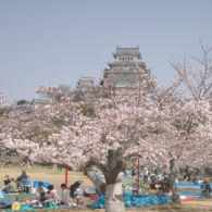 Serba-Serbi Festival Hanami, Tradisi Melihat Bunga Sakura yang Dilakukan oleh Orang Jepang!