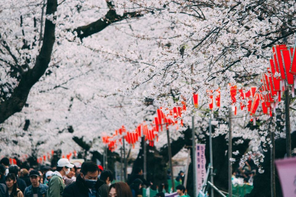 Serba-Serbi Festival Hanami, Tradisi Melihat Bunga Sakura yang Dilakukan oleh Orang Jepang!