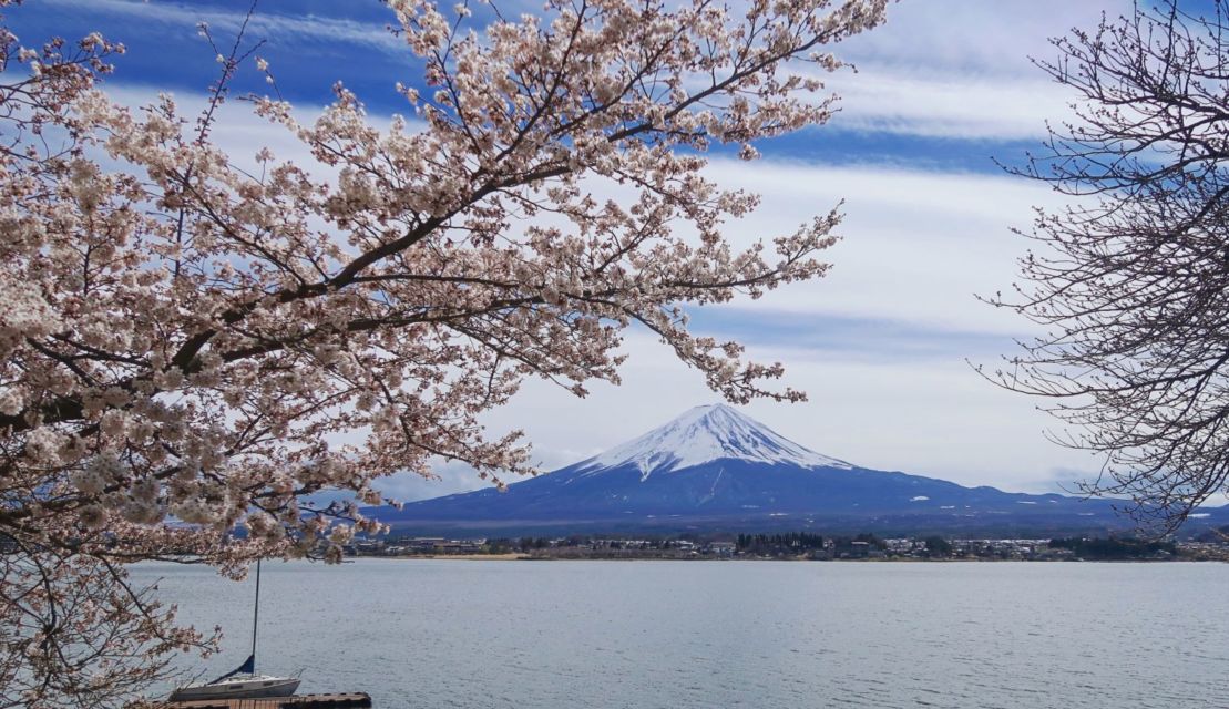 Serba-Serbi Festival Hanami, Tradisi Melihat Bunga Sakura yang Dilakukan oleh Orang Jepang!