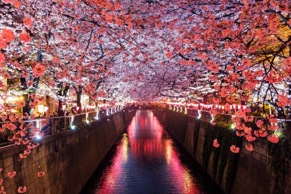 Serba-Serbi Festival Hanami, Tradisi Melihat Bunga Sakura yang Dilakukan oleh Orang Jepang!