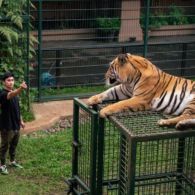 Pelihara Harimau di Rumah, Alshad Ahmad Tegaskan Sudah Kantongi Izin. Sekalian untuk Penangkaran