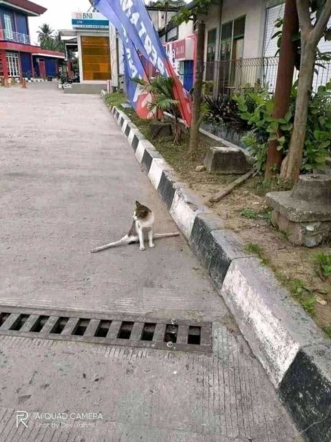 Mulai Dari Kayang Sampai Roll Depan, Beginilah Kelakuan Kucing Kalau Banyak Tingkah