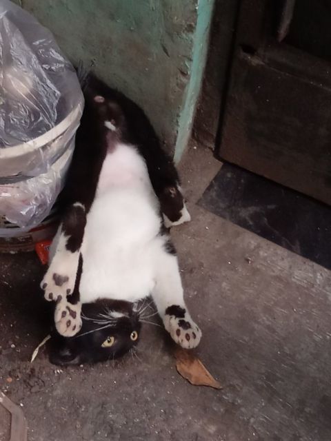 Mulai Dari Kayang Sampai Roll Depan, Beginilah Kelakuan Kucing Kalau Banyak Tingkah