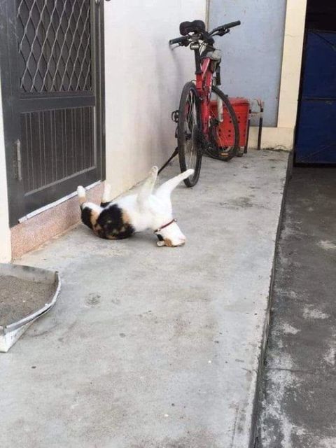 Mulai Dari Kayang Sampai Roll Depan, Beginilah Kelakuan Kucing Kalau Banyak Tingkah