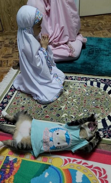 Viral Warganet Beli Kucing agar Anaknya Nggak Main HP Terus, Ujung-ujungnya Malah Main Gadget Bareng