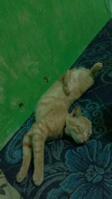 Mulai Dari Kayang Sampai Roll Depan, Beginilah Kelakuan Kucing Kalau Banyak Tingkah