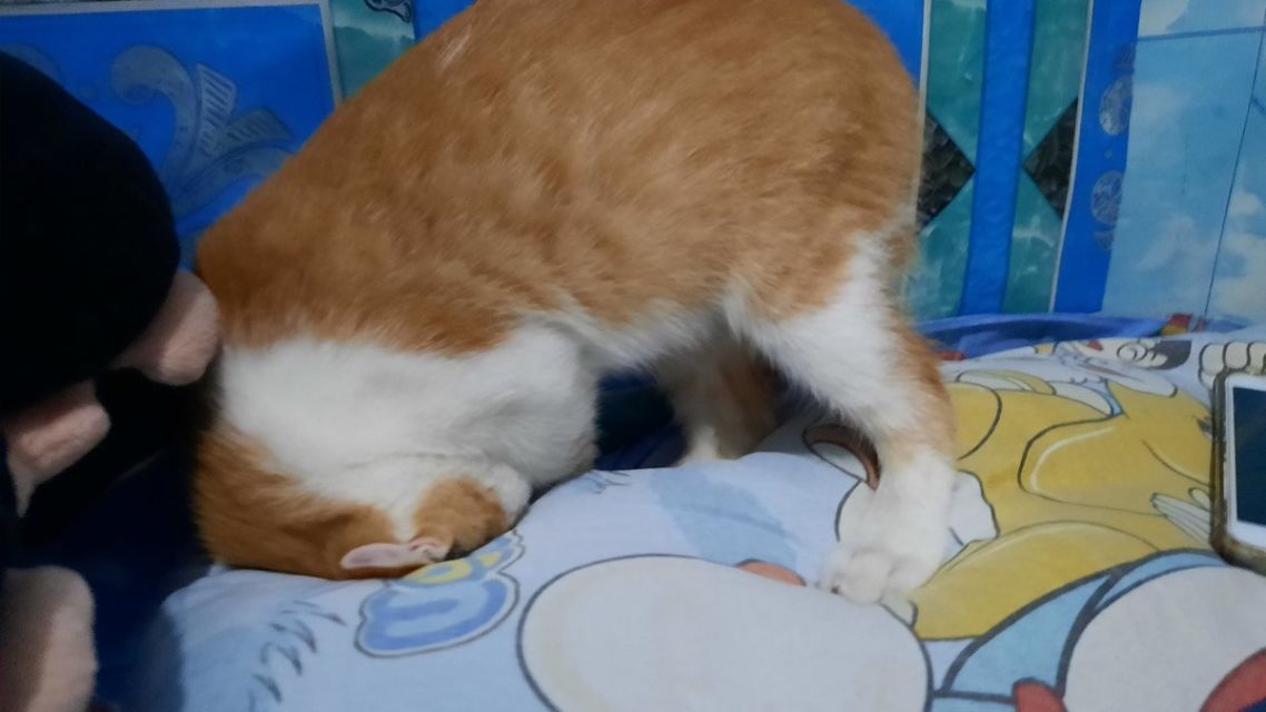 Mulai Dari Kayang Sampai Roll Depan, Beginilah Kelakuan Kucing Kalau Banyak Tingkah