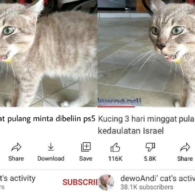 Masih Ingat Tentang Kucing yang Minggat 3 Hari Pulang Marah-Marah? Inilah Deretan Meme Kocaknya~