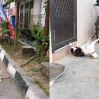 Mulai Dari Kayang Sampai Roll Depan, Beginilah Kelakuan Kucing Kalau Banyak Tingkah