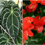 7 Tanaman Hias Jenis Anthurium yang Kaya Manfaat. Cantik-cantik Semua!