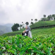 #DestinasiHipwee-Sejuknya Kebun Teh Sirah Kencong, Destinasi Agrowisata Hits di Blitar yang Wajib Kamu Kunjungi!