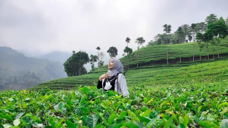 #DestinasiHipwee-Sejuknya Kebun Teh Sirah Kencong, Destinasi Agrowisata Hits di Blitar yang Wajib Kamu Kunjungi!