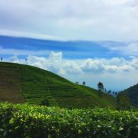 #DestinasiHipwee-Sirah Kencong Blitar, Destinasi yang Komplit untuk Penikmat Teh, Penggemar Sejarah, Pecinta Alam dan Para Pendaki