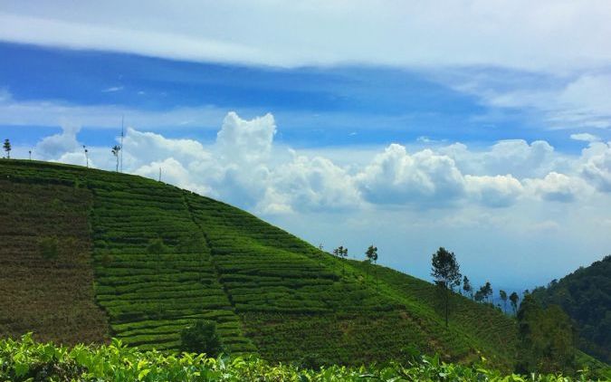 #DestinasiHipwee-Sirah Kencong Blitar, Destinasi yang Komplit untuk Penikmat Teh, Penggemar Sejarah, Pecinta Alam dan Para Pendaki