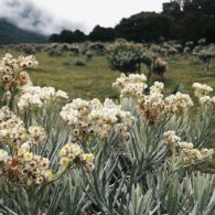 Petik Edelweis di Taman Nasional Gunung Rinjani, Sepasang Wisatawan di-Blacklist Selama Dua Tahun