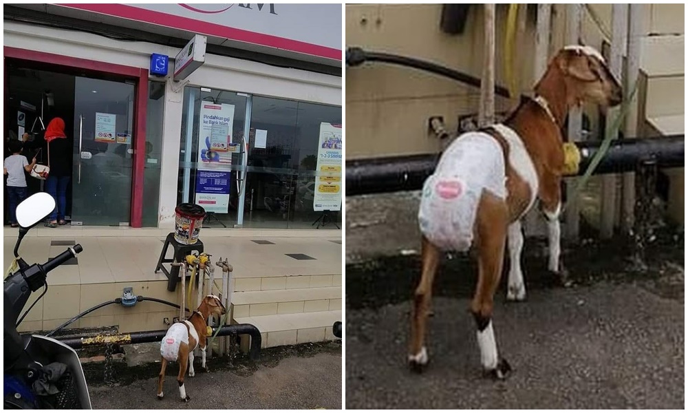 11 Potret Lucu Hewan Kurban yang Selalu Nongol Saat Iduladha. Tahun ini Ada yang Kocak Nggak?