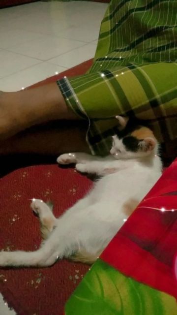 11 Potret Bapak Lebih Sayang sama Kucing daripada Anak Sendiri. Susah Kalau Udah Begini mah :D