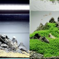 6+ Cara Buat Aquascape Simple Minimalis Tanpa CO2