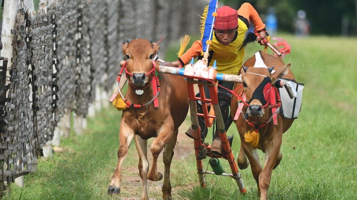 Karapan Sapi