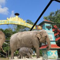 #DestinasiHipwee- Taman Nasional Way Kambas Ikon Wisata Sekolah Gajah yang Layak Dikunjungi dengan Sejuta Keunikannya