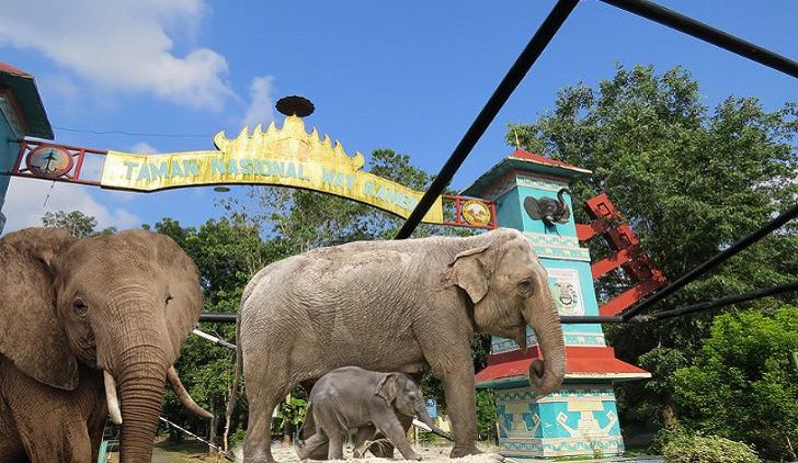 #DestinasiHipwee- Taman Nasional Way Kambas Ikon Wisata Sekolah Gajah yang Layak Dikunjungi dengan Sejuta Keunikannya