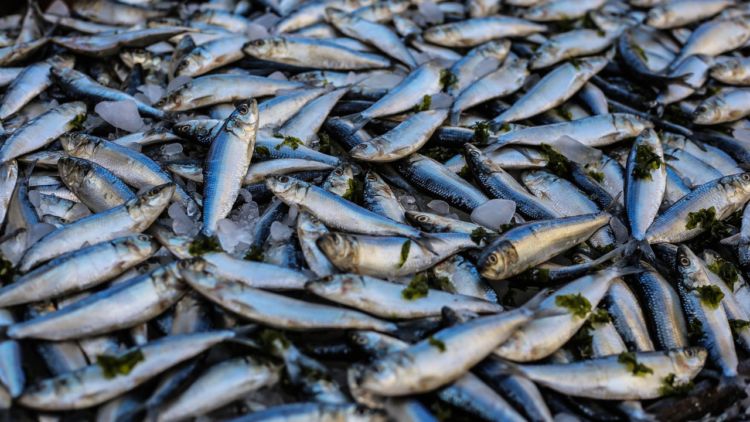 Kandungan Protein Pada Ikan Asin