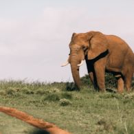 #DestinasiHipwee-Taman Nasional Way Kambas Tempat Gajah Lucu-Lucu Bermain