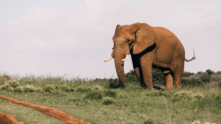 #DestinasiHipwee-Taman Nasional Way Kambas Tempat Gajah Lucu-Lucu Bermain