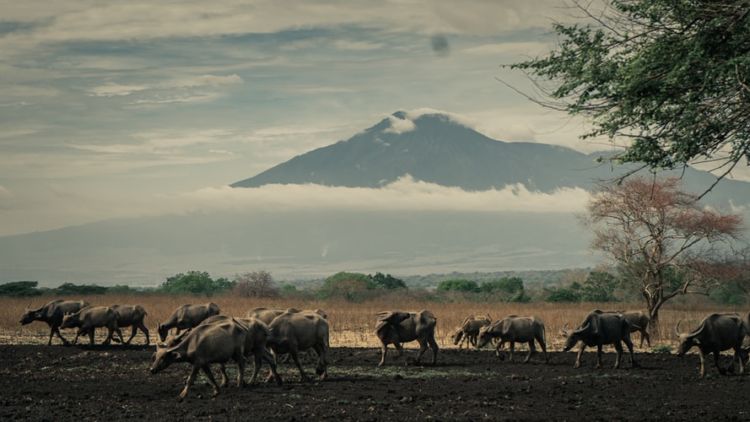 #DestinasiHipwee-Menikmati Pesona Keanekaragaman Hayati Di Taman Nasional Baluran, Keren Banget !