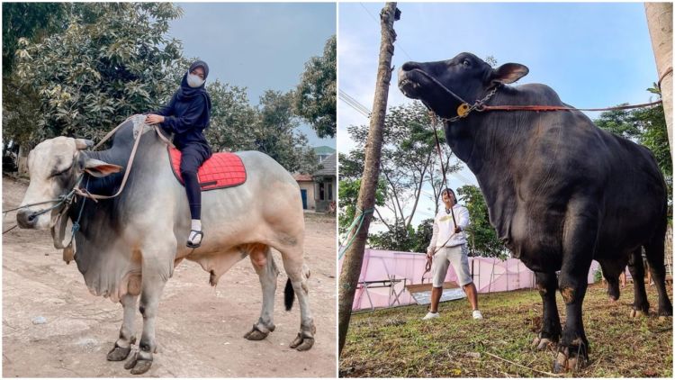 Rayakan Iduladha 2021, 8 Selebritas ini Berkurban Sapi Jumbo dengan Berat Sekitar 1 Ton