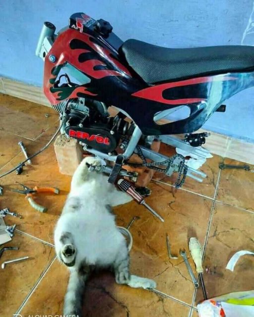 11 Potret Kegiatan Random Kucing Sehari-hari di Peradaban Manusia. Kelakuan Gini Banget, Cing :(