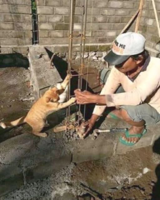 11 Potret Kegiatan Random Kucing Sehari-hari di Peradaban Manusia. Kelakuan Gini Banget, Cing :(