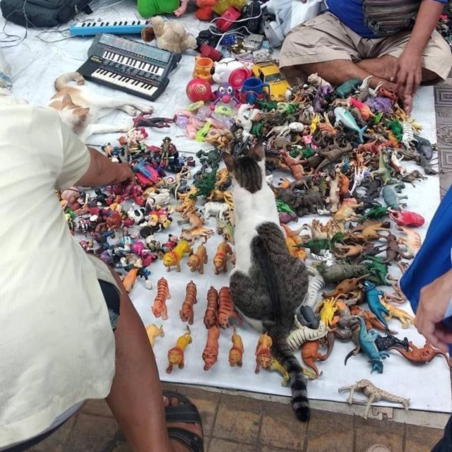 11 Potret Kegiatan Random Kucing Sehari-hari di Peradaban Manusia. Kelakuan Gini Banget, Cing :(