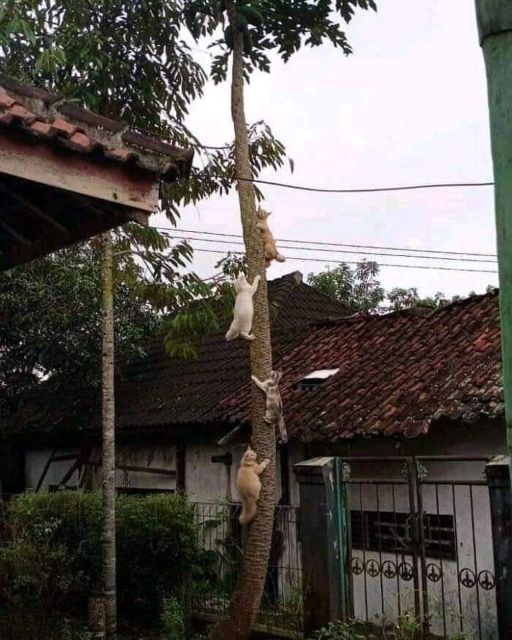 11 Potret Kegiatan Random Kucing Sehari-hari di Peradaban Manusia. Kelakuan Gini Banget, Cing :(