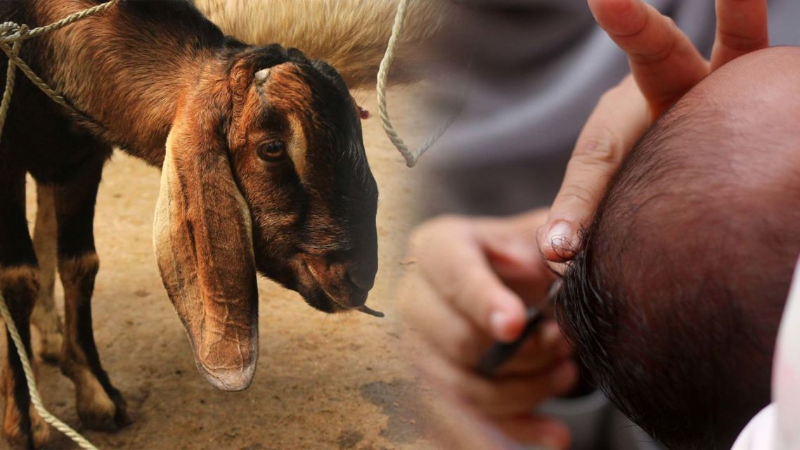 Penjelasan Kenapa Jumlah Kambing Akikah Bayi Perempuan dan Laki-Laki Itu Berbeda