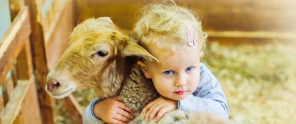 Penjelasan Kenapa Jumlah Kambing Akikah Bayi Perempuan dan Laki-Laki Itu Berbeda