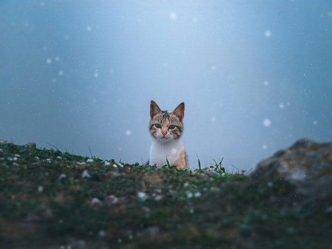 manfaat kucing bagi manusia