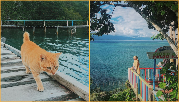 Nggak Cuma Jepang, Indonesia Ternyata Juga Punya Pulau Kucing di Kepulauan Sula Maluku Utara