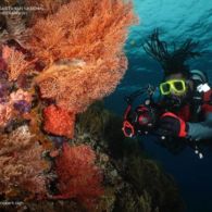 Menyimpan Kekayaan Alam yang Menakjubkan. Yuk Kita Kenali Lebih Jauh Taman Nasional Teluk Cendrawasih Papua