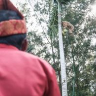 Keunikan Sekolah Tinggi Ilmu Beruk di Pariaman, Melatih Hewan Liar Menjadi Pemetik Kelapa Ulung